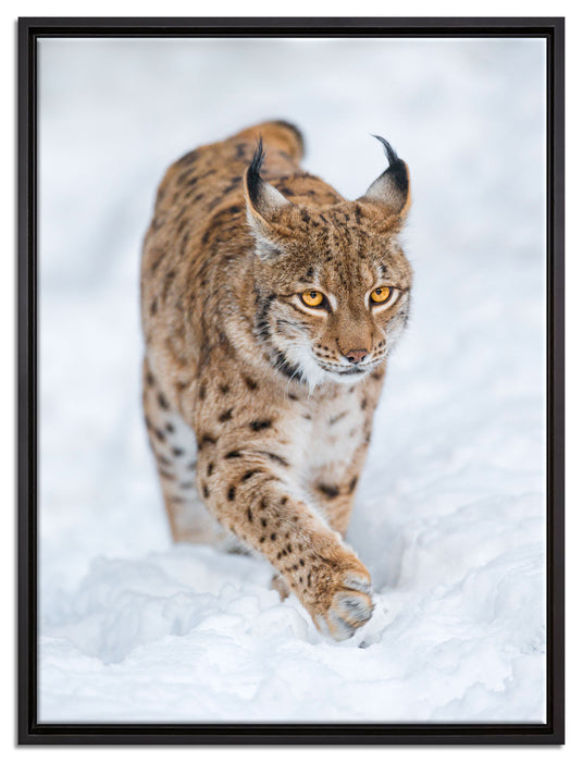 Luchs im Schnee auf Leinwandbild gerahmt Größe 80x60