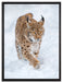 Luchs im Schnee auf Leinwandbild gerahmt Größe 80x60