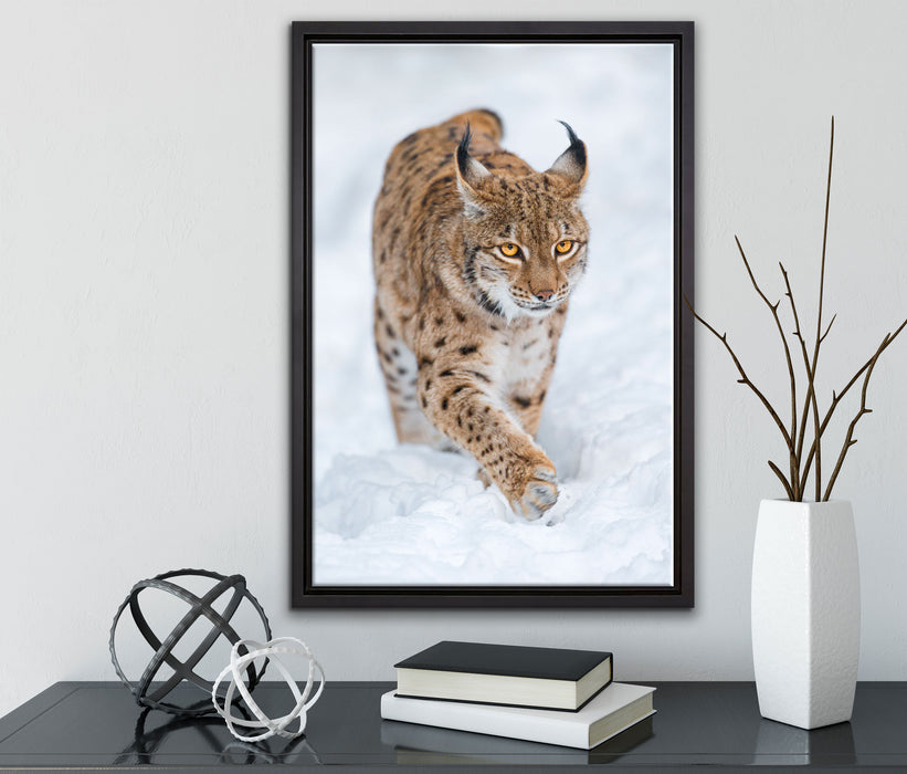 Luchs im Schnee auf Leinwandbild gerahmt mit Kirschblüten
