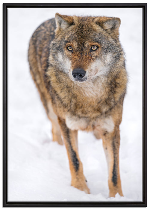 Wolf in Schneelandschaft auf Leinwandbild gerahmt Größe 100x70