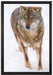Wolf in Schneelandschaft auf Leinwandbild gerahmt Größe 60x40