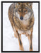 Wolf in Schneelandschaft auf Leinwandbild gerahmt Größe 80x60