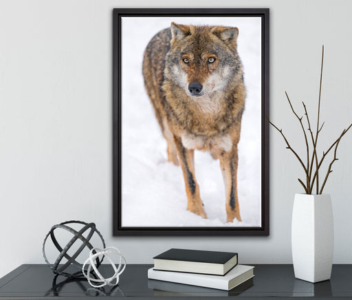 Wolf in Schneelandschaft auf Leinwandbild gerahmt mit Kirschblüten