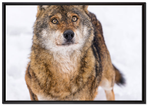 niedlicher Wolf im Schnee auf Leinwandbild gerahmt Größe 100x70