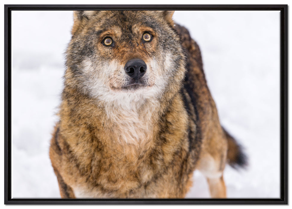 niedlicher Wolf im Schnee auf Leinwandbild gerahmt Größe 100x70