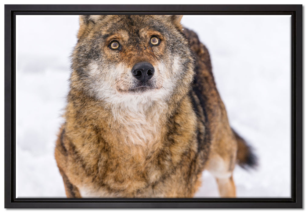 niedlicher Wolf im Schnee auf Leinwandbild gerahmt Größe 60x40