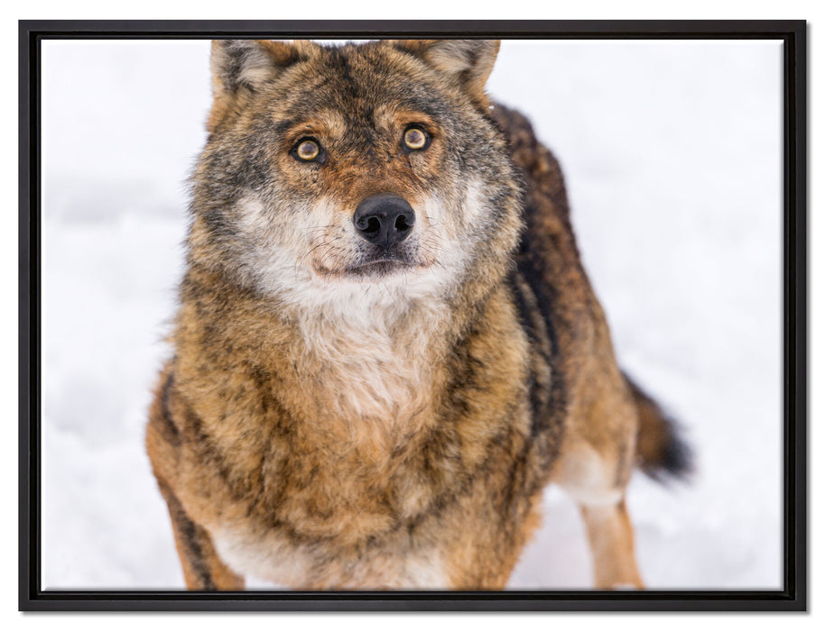 niedlicher Wolf im Schnee auf Leinwandbild gerahmt Größe 80x60