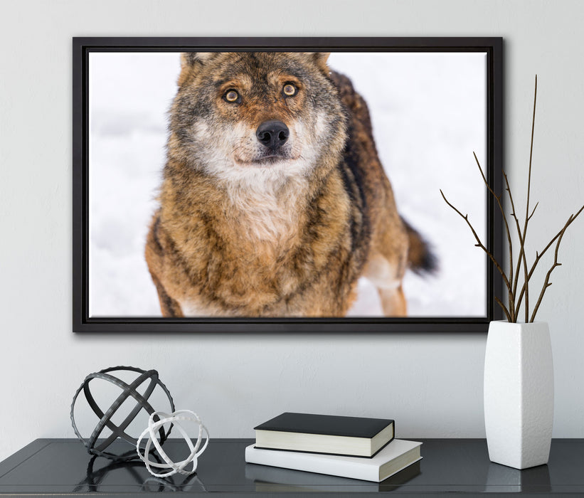 niedlicher Wolf im Schnee auf Leinwandbild gerahmt mit Kirschblüten