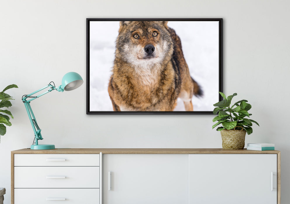 niedlicher Wolf im Schnee auf Leinwandbild gerahmt verschiedene Größen im Wohnzimmer