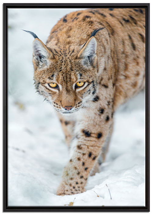wachsamer Luchs im Schnee auf Leinwandbild gerahmt Größe 100x70