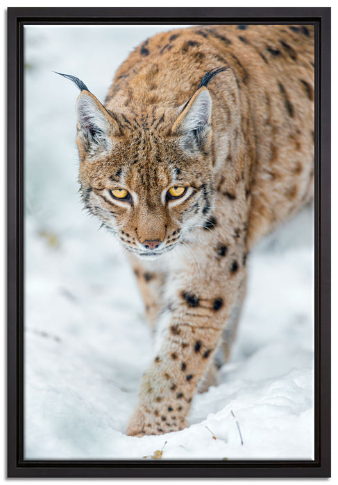 wachsamer Luchs im Schnee auf Leinwandbild gerahmt Größe 60x40