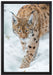 wachsamer Luchs im Schnee auf Leinwandbild gerahmt Größe 60x40