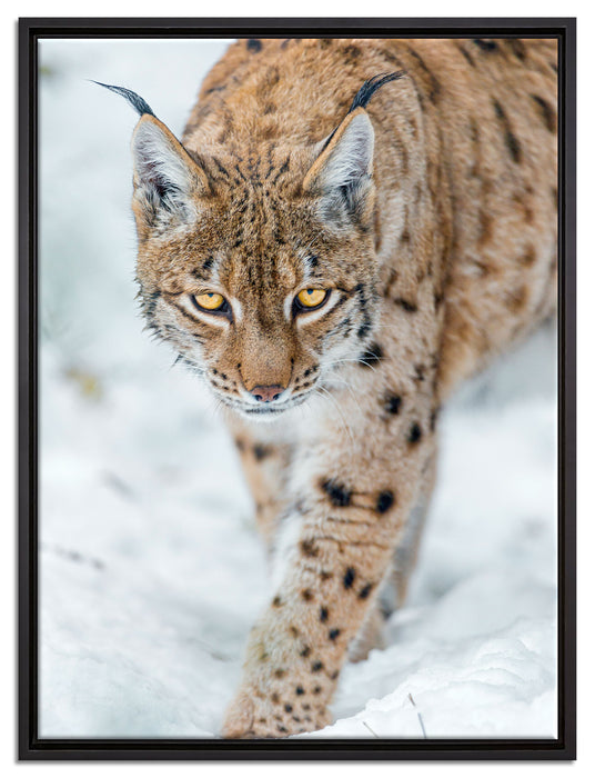 wachsamer Luchs im Schnee auf Leinwandbild gerahmt Größe 80x60