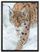 wachsamer Luchs im Schnee auf Leinwandbild gerahmt Größe 80x60
