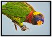Edelpapagei auf Ast auf Leinwandbild gerahmt Größe 100x70