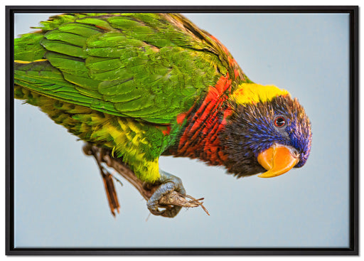 Edelpapagei auf Ast auf Leinwandbild gerahmt Größe 100x70