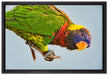 Edelpapagei auf Ast auf Leinwandbild gerahmt Größe 60x40