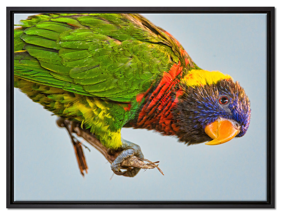 Edelpapagei auf Ast auf Leinwandbild gerahmt Größe 80x60