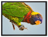 Edelpapagei auf Ast auf Leinwandbild gerahmt Größe 80x60