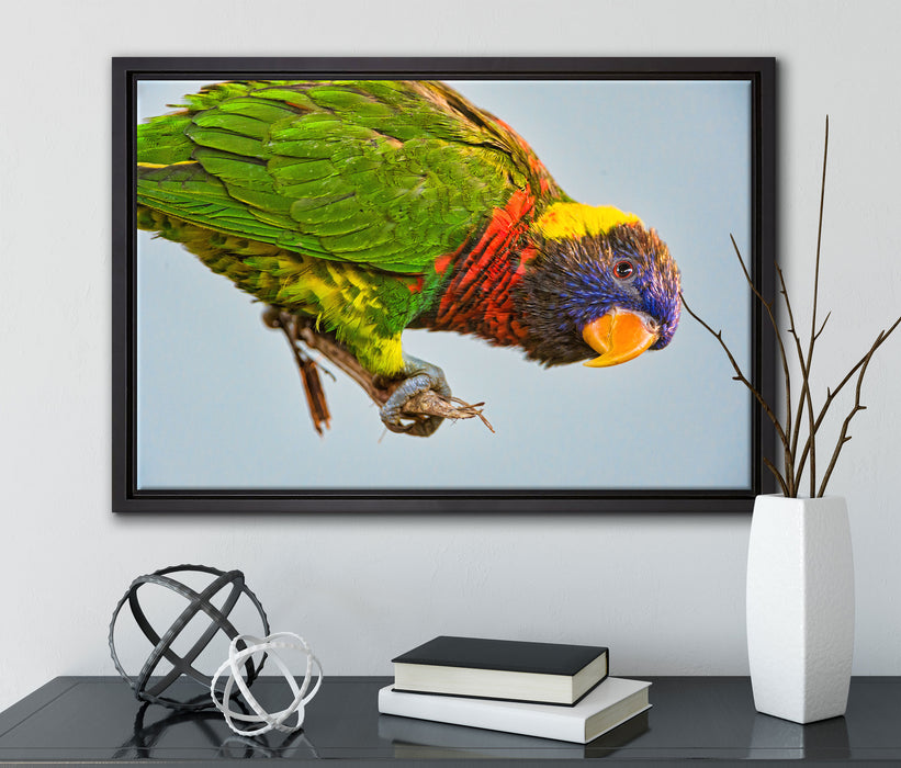 Edelpapagei auf Ast auf Leinwandbild gerahmt mit Kirschblüten