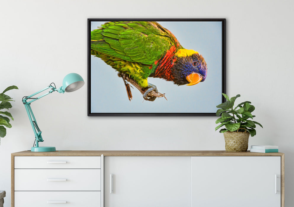 Edelpapagei auf Ast auf Leinwandbild gerahmt verschiedene Größen im Wohnzimmer