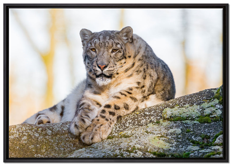 Schneeleopardin auf Leinwandbild gerahmt Größe 100x70