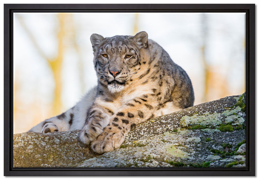 Schneeleopardin auf Leinwandbild gerahmt Größe 60x40