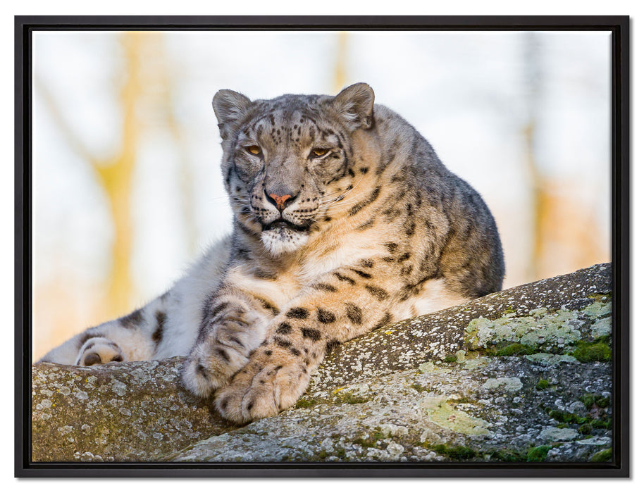Schneeleopardin auf Leinwandbild gerahmt Größe 80x60