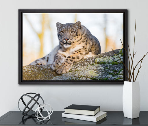 Schneeleopardin auf Leinwandbild gerahmt mit Kirschblüten