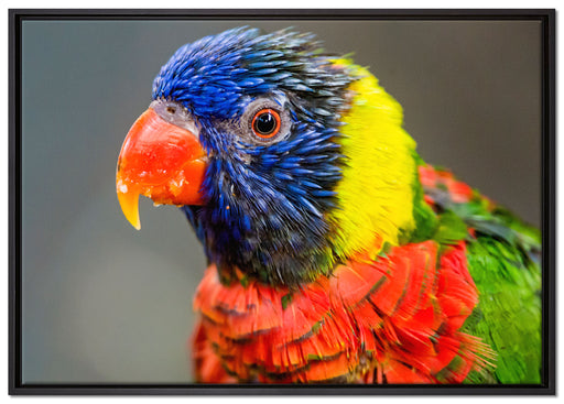 farbenfroher Papagei auf Leinwandbild gerahmt Größe 100x70