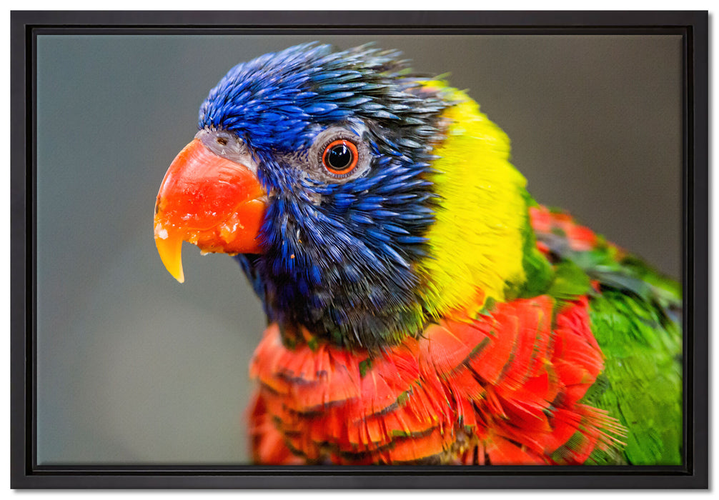farbenfroher Papagei auf Leinwandbild gerahmt Größe 60x40