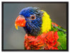 farbenfroher Papagei auf Leinwandbild gerahmt Größe 80x60