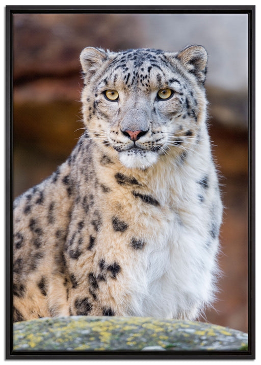 wachsame Schneeleopardin auf Leinwandbild gerahmt Größe 100x70