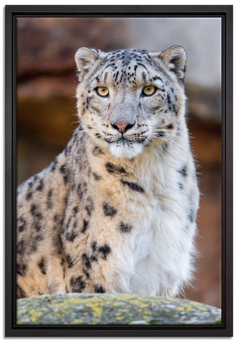 wachsame Schneeleopardin auf Leinwandbild gerahmt Größe 60x40