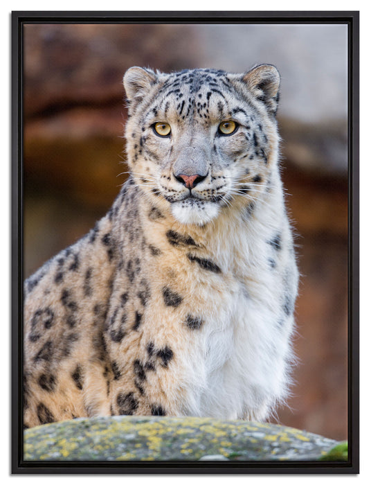 wachsame Schneeleopardin auf Leinwandbild gerahmt Größe 80x60