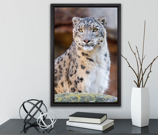 wachsame Schneeleopardin auf Leinwandbild gerahmt mit Kirschblüten