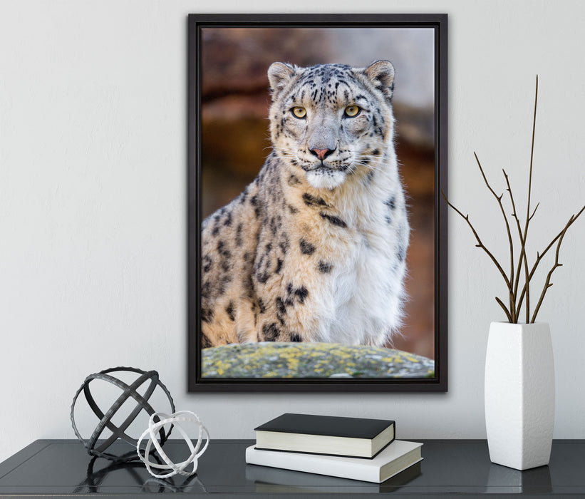 wachsame Schneeleopardin auf Leinwandbild gerahmt mit Kirschblüten