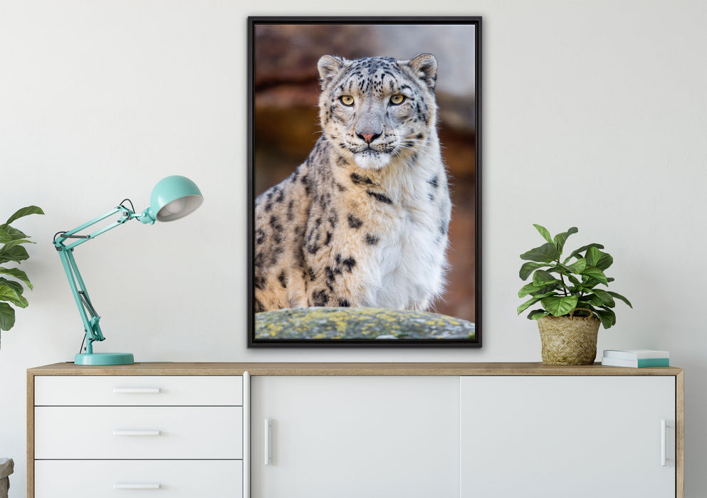 wachsame Schneeleopardin auf Leinwandbild gerahmt verschiedene Größen im Wohnzimmer