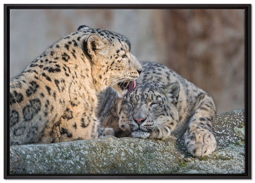 Schneeleopardin auf Leinwandbild gerahmt Größe 100x70