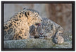 Schneeleopardin auf Leinwandbild gerahmt Größe 60x40