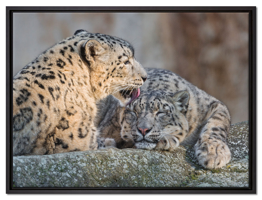 Schneeleopardin auf Leinwandbild gerahmt Größe 80x60