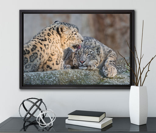 Schneeleopardin auf Leinwandbild gerahmt mit Kirschblüten