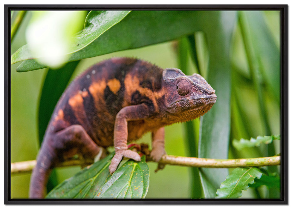 braunes Chamäleon auf Leinwandbild gerahmt Größe 100x70