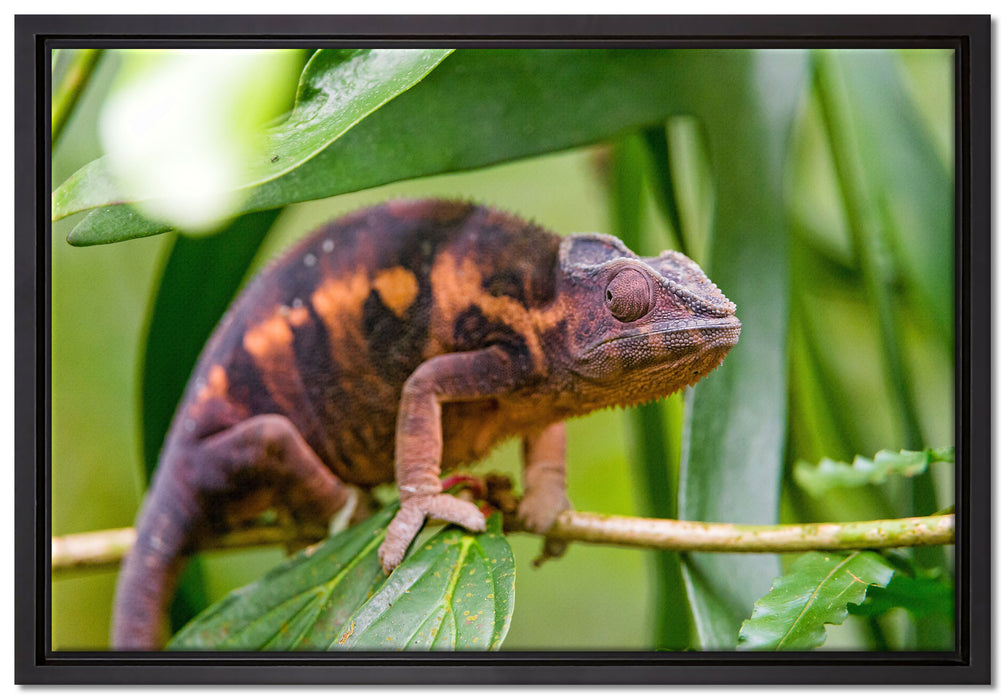 braunes Chamäleon auf Leinwandbild gerahmt Größe 60x40