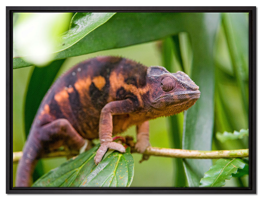 braunes Chamäleon auf Leinwandbild gerahmt Größe 80x60