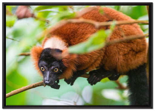 roter Vari auf Ast auf Leinwandbild gerahmt Größe 100x70