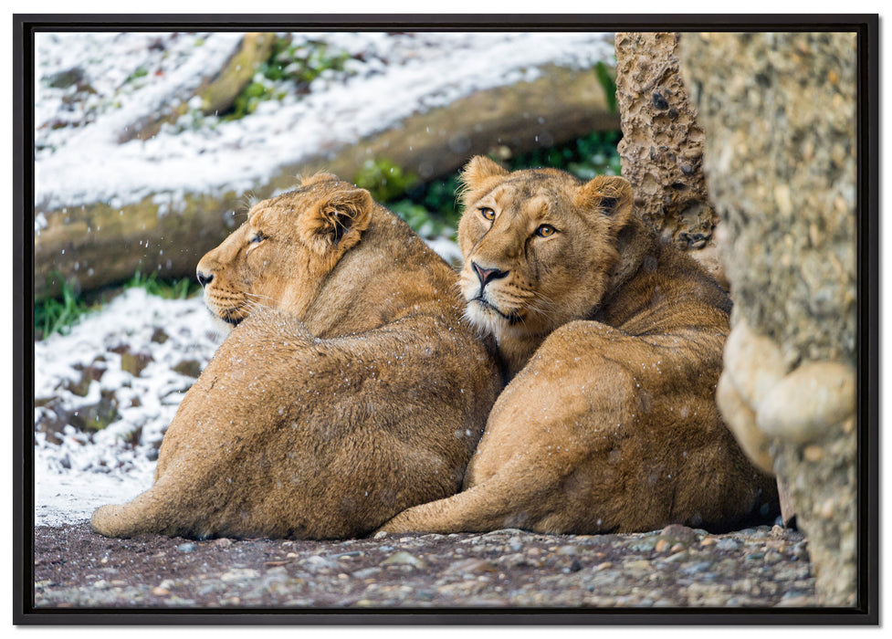 schlafende Löwenweibchen auf Leinwandbild gerahmt Größe 100x70