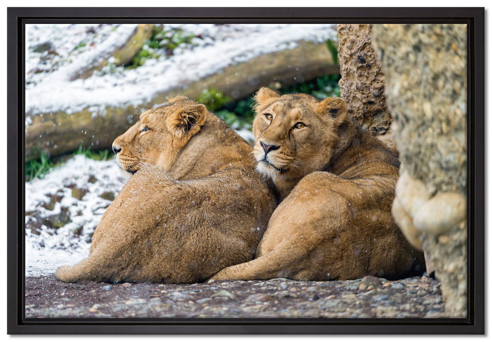 schlafende Löwenweibchen auf Leinwandbild gerahmt Größe 60x40