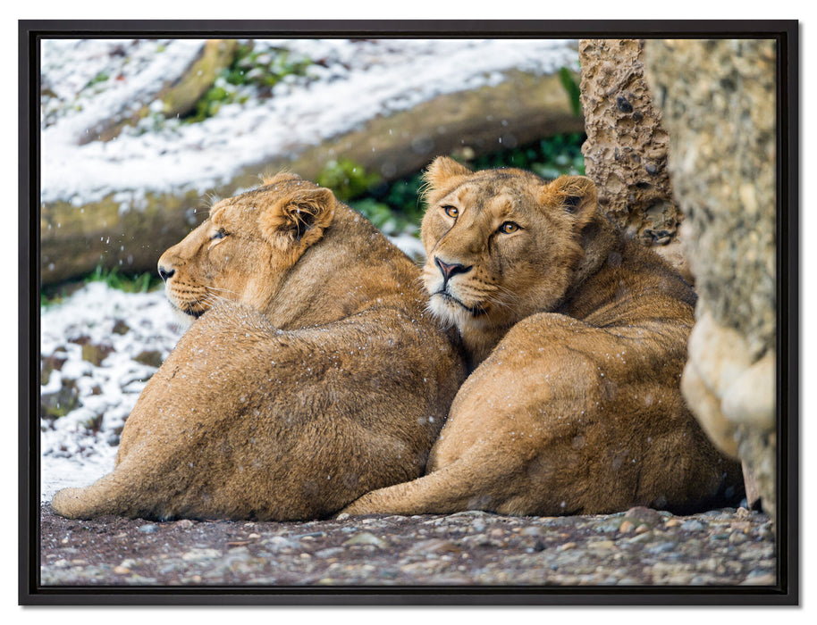 schlafende Löwenweibchen auf Leinwandbild gerahmt Größe 80x60