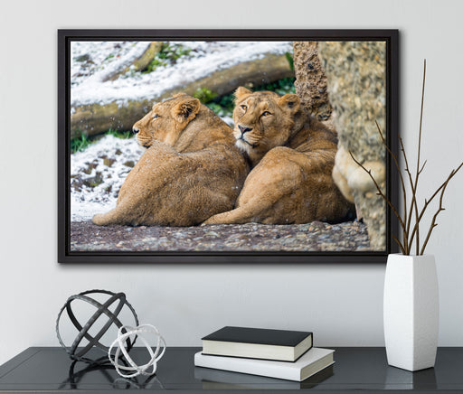 schlafende Löwenweibchen auf Leinwandbild gerahmt mit Kirschblüten